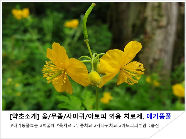  [약초소개]옻/무좀/사마귀/아토피  외용 치료제, 애기똥풀