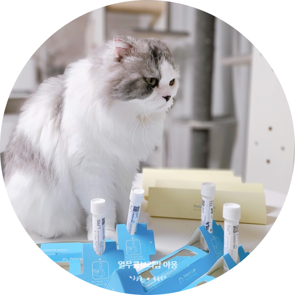고양이 건강검진 집에서 간단하게 피터스랩 유전자검사 통해 반려묘 펫케어 하기