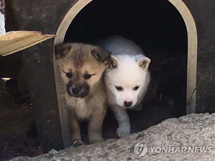 딸 4명 앞에서 흉기 들고 "강아지 죽인다"…아동학대 유죄 딸 4명 앞에서 흉기 들고 "강아지 죽인다"…아동학대 유죄