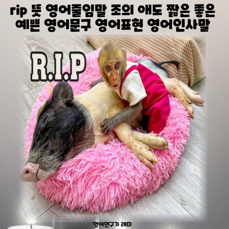 rip 뜻 영어줄임말 조의 애도 짧은 좋은 예쁜 영어문구 영어표현 영어인사말