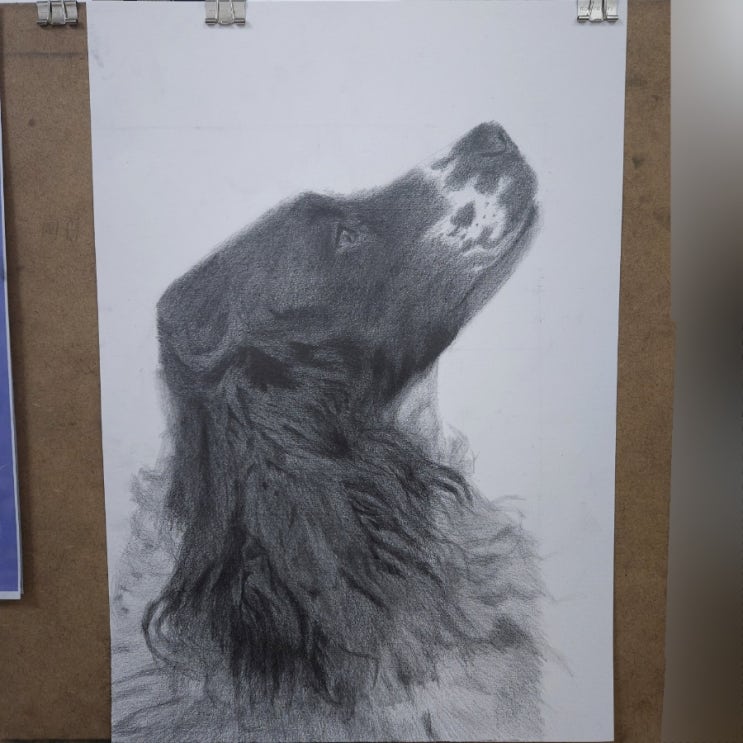  [그림 모작/연필 소묘] 240219 화실(28) 강아지(개)_잉글리시 스프링어 스패니얼