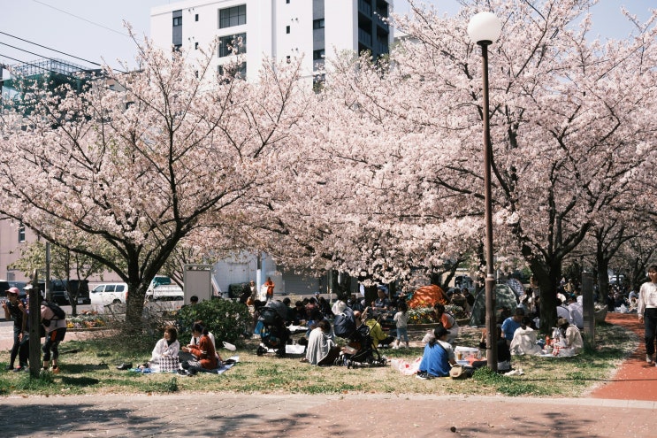 해외 여행 정보 | 부산보다 짧은 시간만에 만나는 벚꽃 세상 후쿠오카