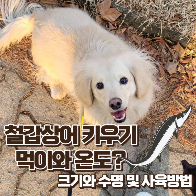  철갑상어 키우기 수명 크기 먹이 수온 사육방법 한눈에 파악하기