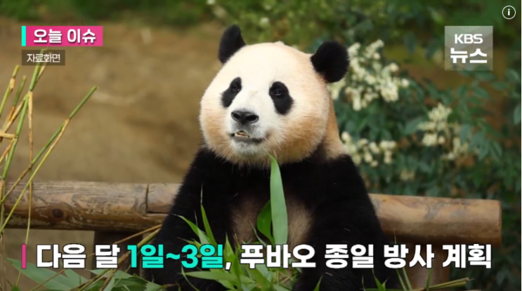 <b>푸바오</b> 3월3일 마지막 일반 <b>공개</b> 생중계 4월초 <b>중국</b> 반환 귀국