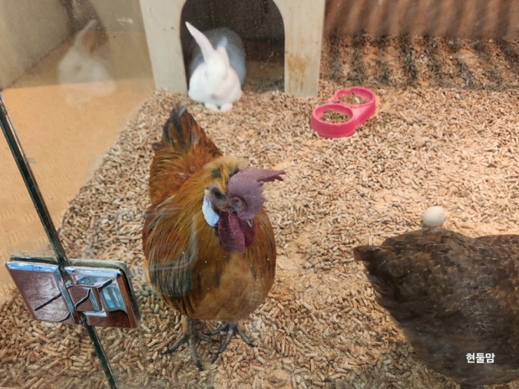 닭종류 청계닭 키우기  특징 모이 알아보기