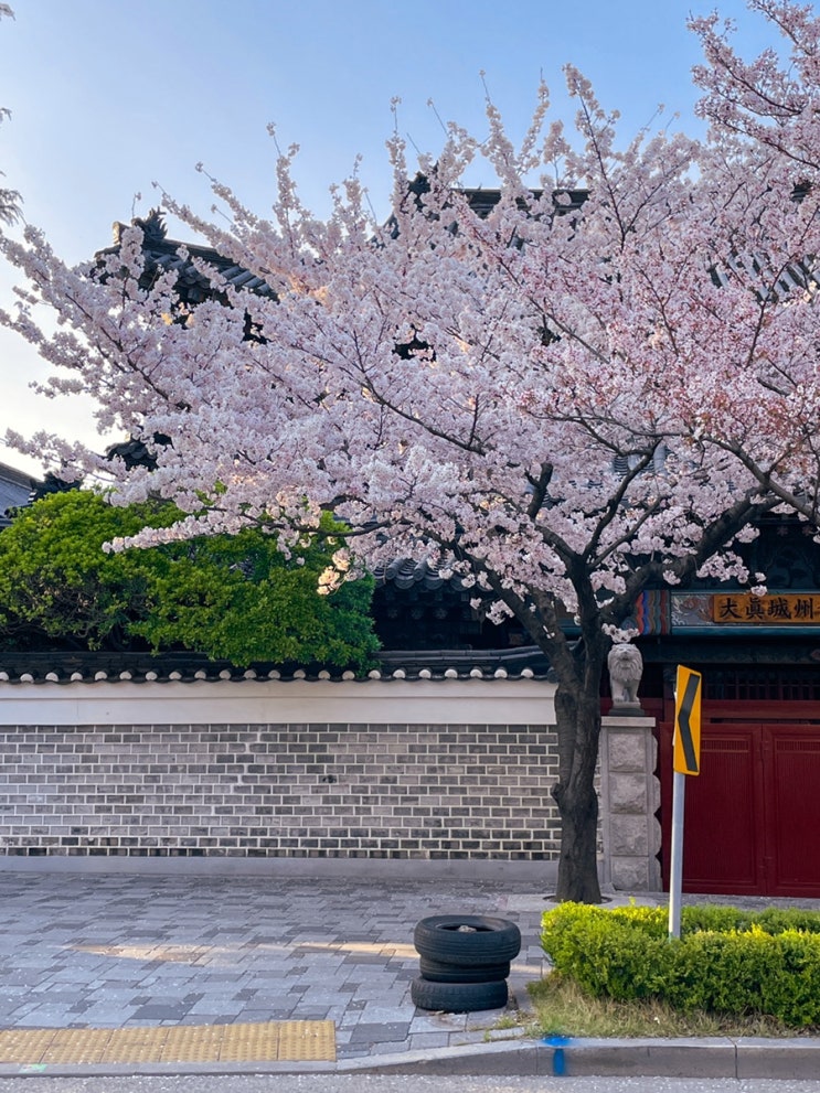  대구의 벚꽃 명소 2편