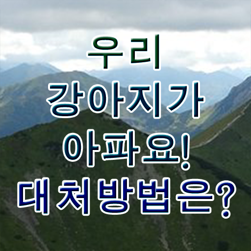  강아지 열날때 증상 대처방법 제가 알려드릴게요 .