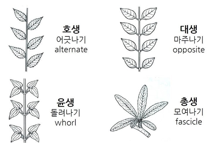 씨앗 & 열매 소개 번외편 5 - 잎의 분류 : 네이버 블로그
