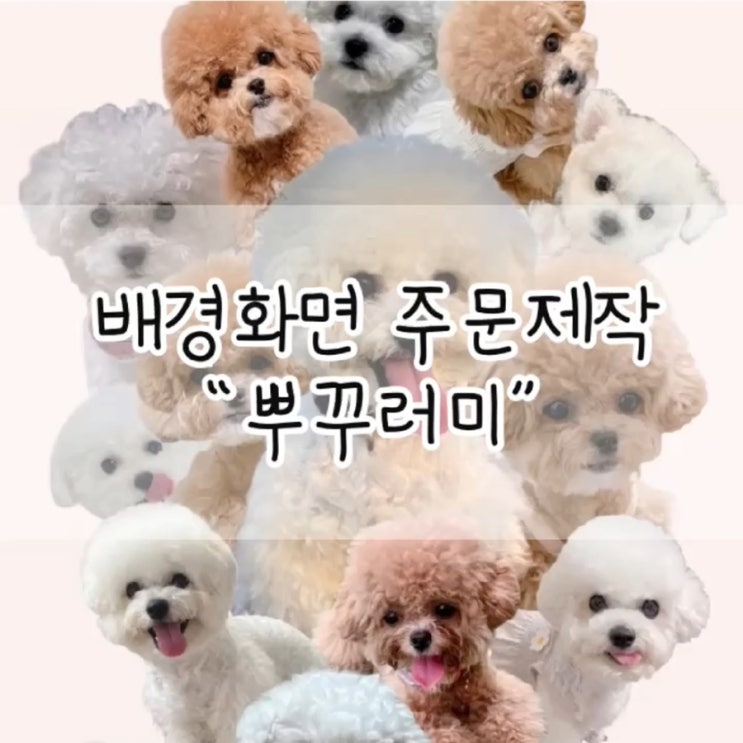  뿌꾸러미 / 반려동물 배경화면 제작 / 아기얼굴 배경화면 제작