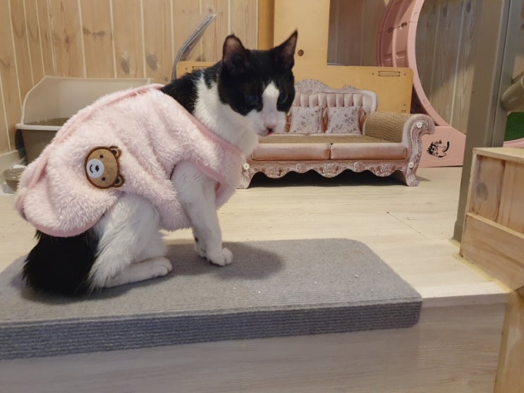  고양이 옷 파는 곳