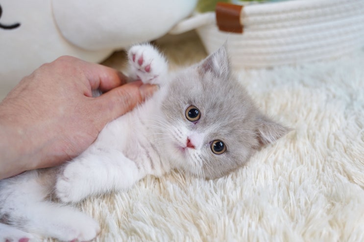 먼치킨 고양이 분양가, 종류와 성격 (ft.<b>대구</b>, <b>광주</b>, 전주, 구미... 