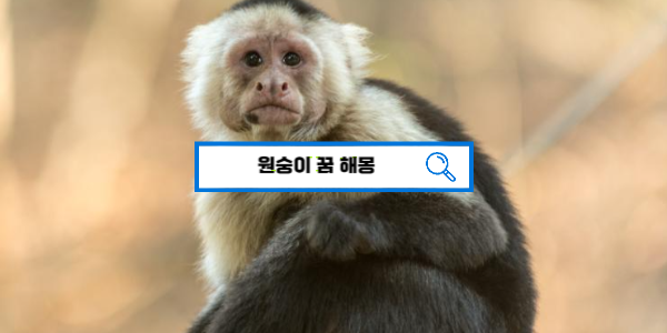  [꿈해몽풀이] 원숭이 꿈해몽 20가지