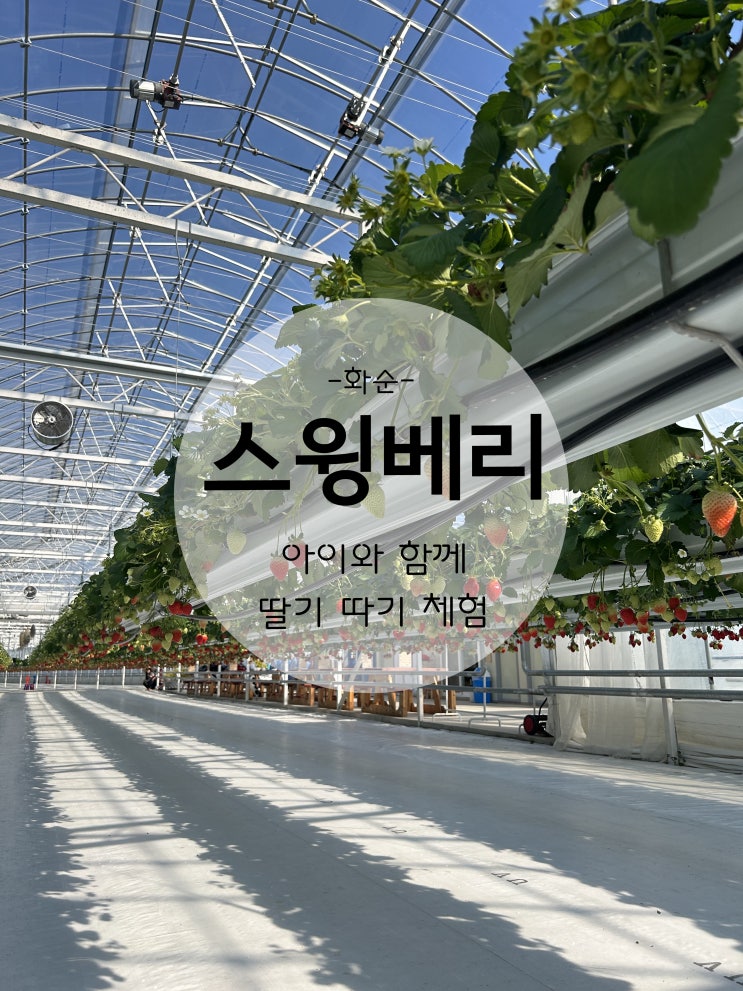  (화순 팜스테이)먹다 먹다 질린 딸기ㅋㅋ 마음껏 먹으면서 딸기따기체험 화순스윙베리