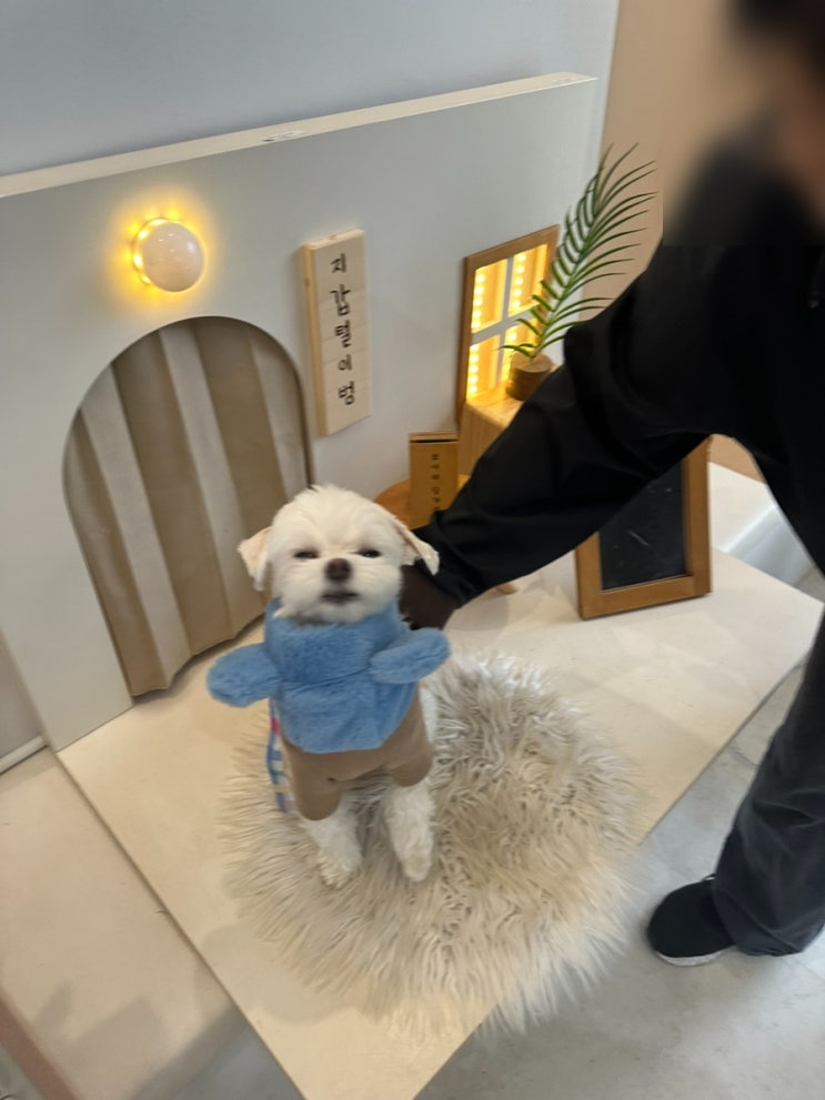  포천 넓은 실외 실내 애견카페 추천! 뽀야네 딩가댕가에서 수제 간식도 먹자