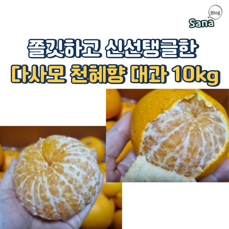  쫄깃하고 신선탱글한 다사모 천혜향 대과 10kg