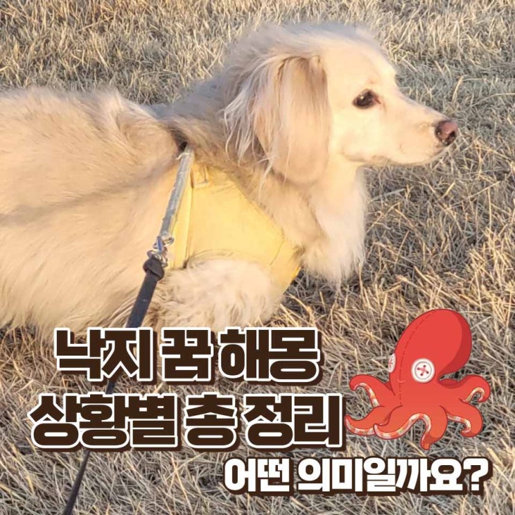  낙지꿈 해몽 잡는 꿈 먹는 꿈 보는 꿈 산낙지 꿈