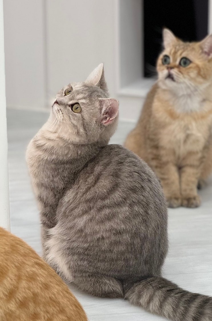  [서울근교고양이카페 캣플 ] 랙돌 고양이 분양 및 젤라또 카페