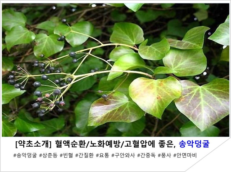  [약초소개] 혈액순환/노화예방/고혈압에 좋은, 송악덩굴