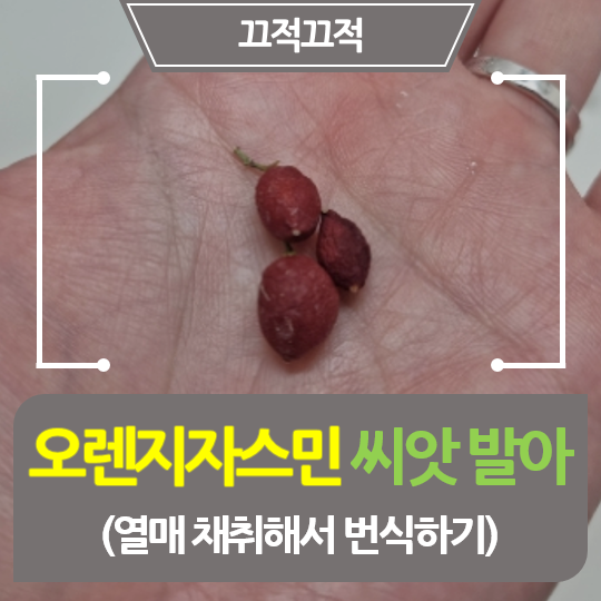  [끄적끄적] 오렌지자스민 씨앗발아 후기