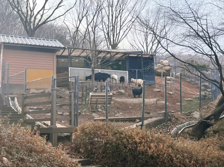  겨울 용인 농촌테마파크 즐길거리, 전통놀이 체험과 관상용 동물원 방문 이모저모