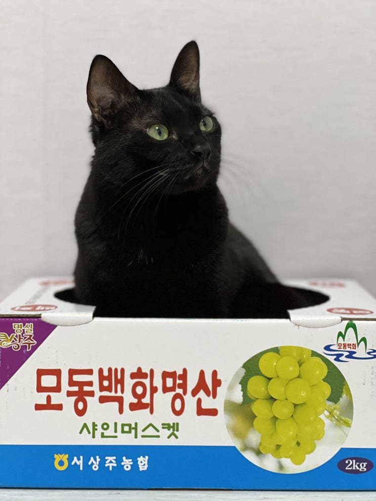  [diary] 개구쟁이 짜장이