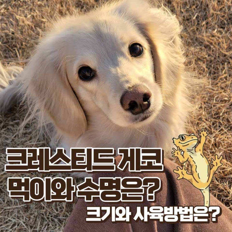  크레스티드 게코 키우기 성격 먹이 크기 수명 사육방법