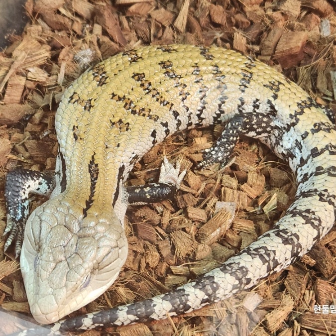 도마뱀 종류 블루텅스킨크 아머드스킨크 레드아이아머드스킨크 특징, 차이