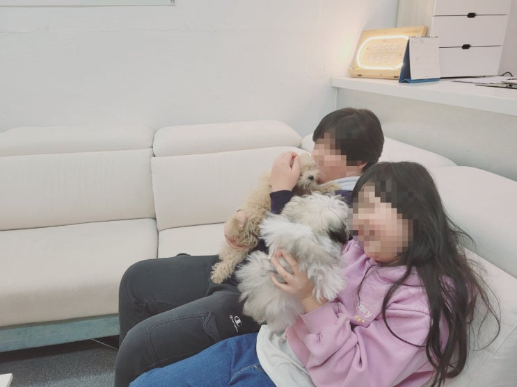  대구강아지분양후기_말티푸 "다윗"<내 아이에게 가장 좋은 선물>