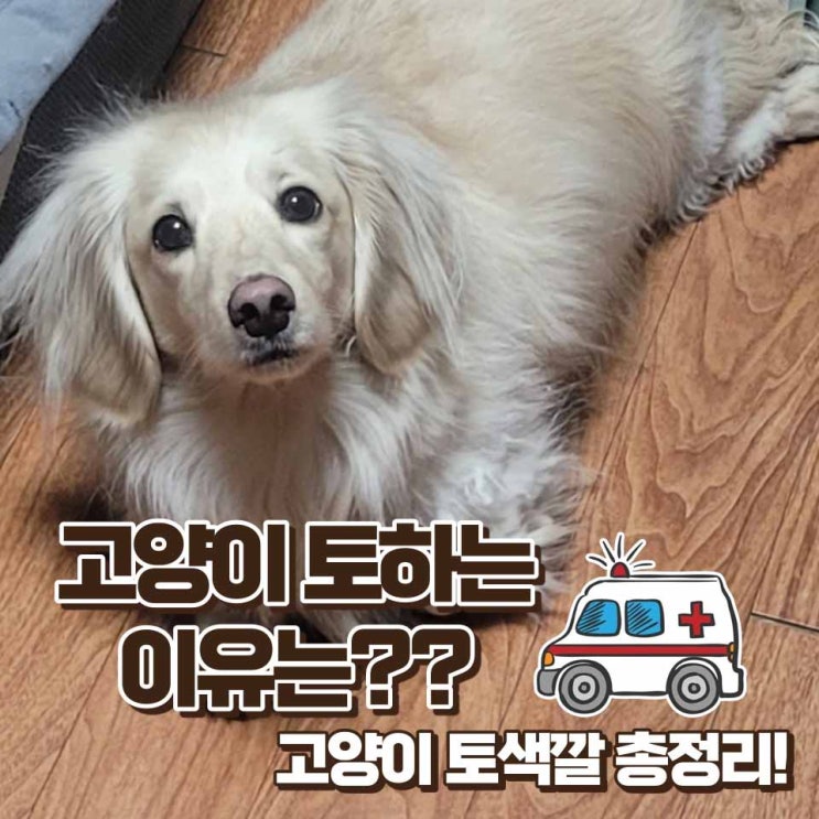  고양이 토하는 이유  갈색토 초록색 토 노란색 토 총정리