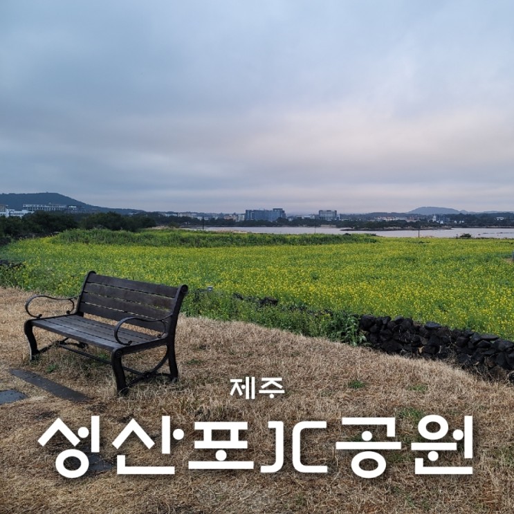 제주 유채꽃 광치기 해변 근처 성산포JC공원