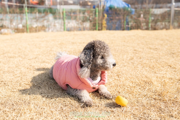 강아지 다리 절뚝 고관절 이형성증 증상이라면?