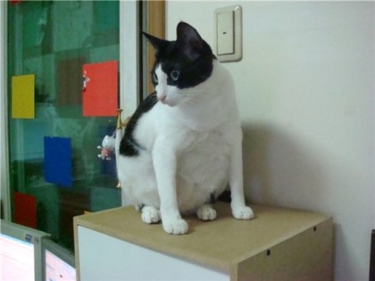 고양이 다이어트 사료 파우치