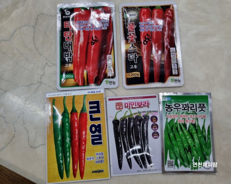  고추씨파종하는날 고추농사시작 홍고추 청양고추 꽈리고추