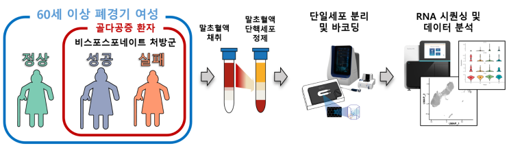 인제대학교 상계백병원 - 한국기초과학지원연구원(KBSI), 폐경기 여성 골다공증 치료 개발의 길 열어!