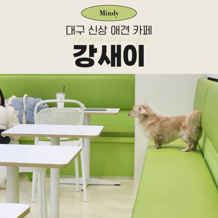  대구 신상 애견 카페 100평대 실내공간과 루프탑 '강새이' 다녀오다