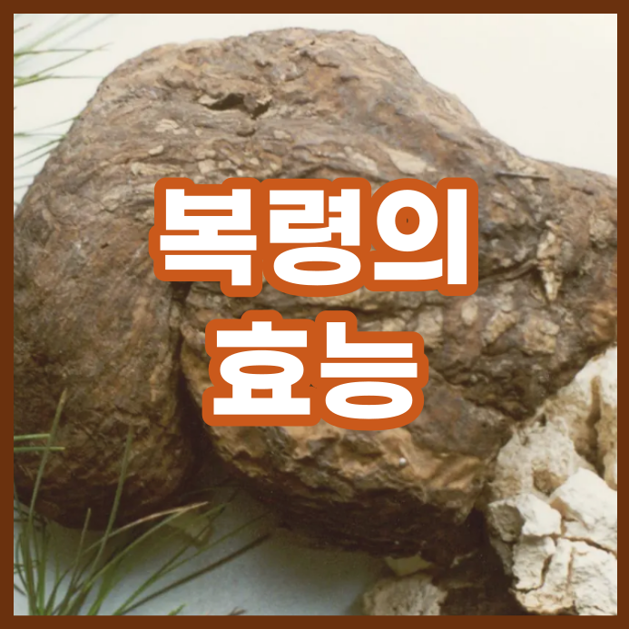  복령의 효능과 잘맞는 체질(백봉령x)