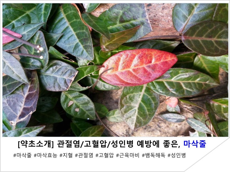  [약초소개] 관절염/고혈압/성인병 예방에 좋은, 마삭줄