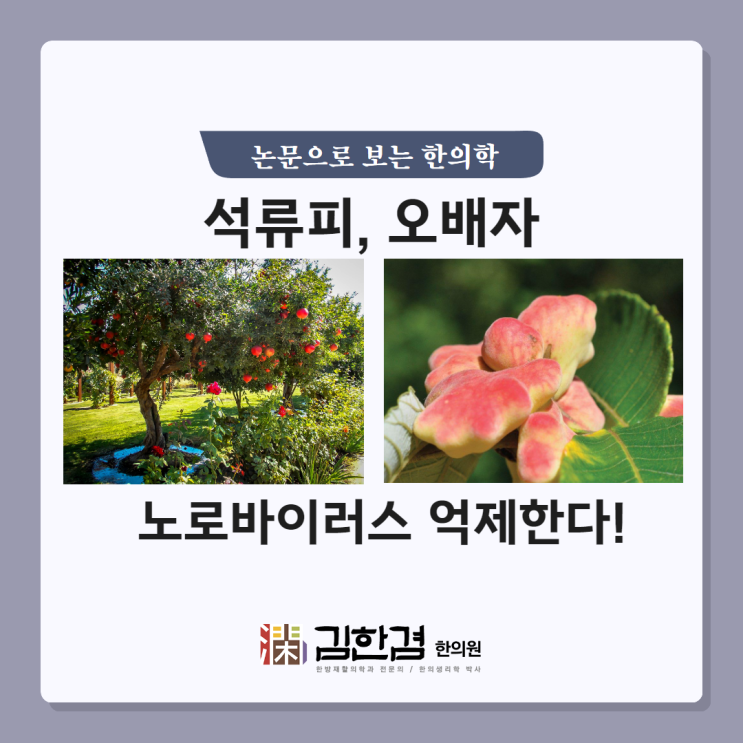  노로바이러스 막아주는 한약재가 있다? feat. 탄닌