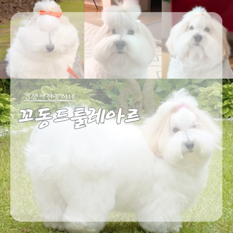  꼬똥 드 툴레아 분양가 성격 소형견 종류 꼬동 강아지 품종