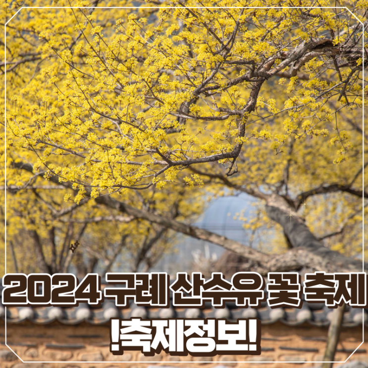 2024 3월 축제 구례 산수유 꽃축제 정보 및 셔틀버스 주차까지 총정리
