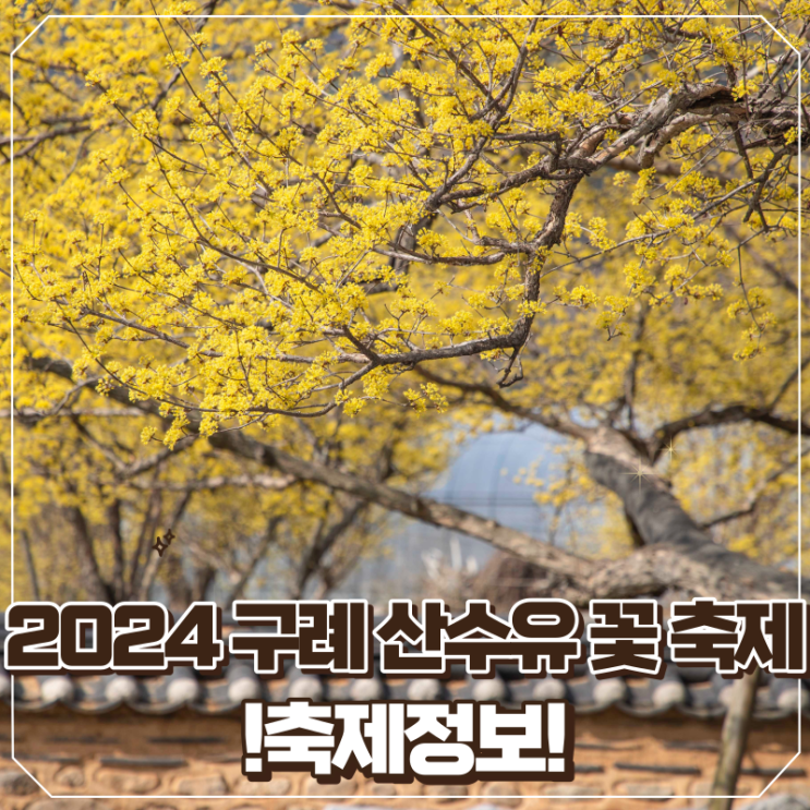 2024 3월 축제 구례 산수유 꽃축제 정보 및 셔틀버스 주차까지 총정리