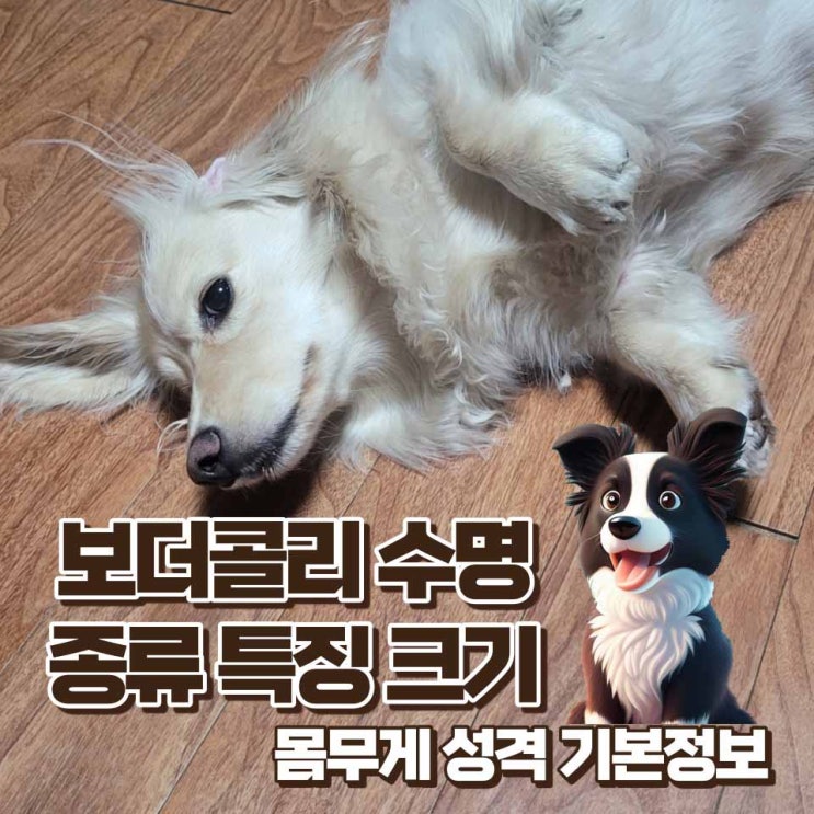 보더콜리 수명 종류 특징 크기 몸무게 성격 포토 기본정보