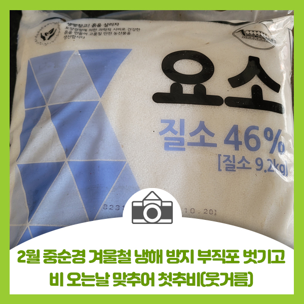  2월 중순경 겨울철 냉해 방지 부직포 벗기고 비 오는날 맞추어 첫추비(웃거름)