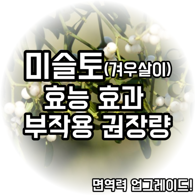  건강한 삶을 위한 비밀키, 미슬토: 염증을 잡고 면역력을 높이는 효능에 대해 알아보다