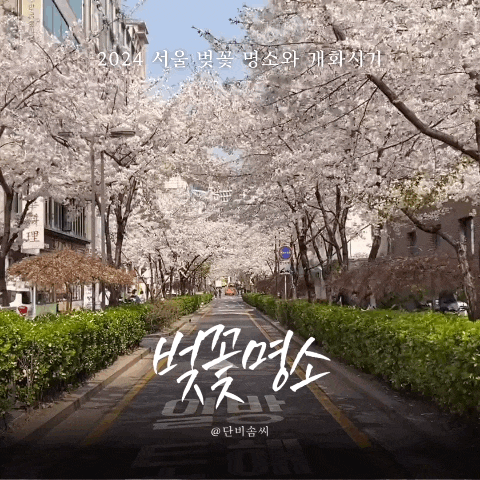 2024 서울 벚꽃 개화시기와 나만 아는 벚꽃명소 추천