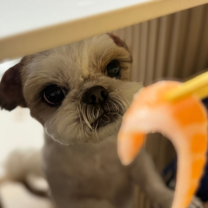 강아지 고양이 연어 주고 싶다면 익혀서 주세요 강아지 고양이 연어 주고 싶다면 익혀서 주세요