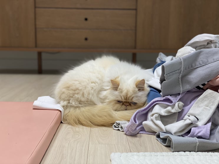  고양이 잠