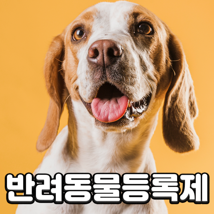  반려동물등록증 신청방법 알려드릴게요!