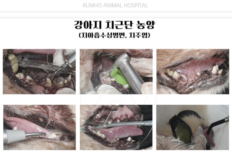  광주 강아지 치과 - 15살 강아지의 치근단농양으로 인한 발치 수술 case [광주 치과 동물병원, 금호동 동물병원, 강아지 발치, 강아지 치근단농양, 강아지 치아흡수]