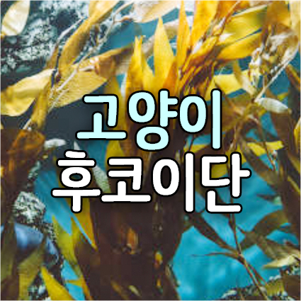  고양이 강아지(개)와 해양 항암제 후코이단 효능. Fucoidan 반려동물에게 유익한 해조류·해초